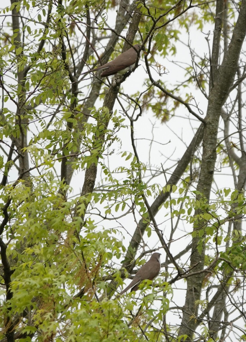 Yellow-billed Cuckoo - ML336717681