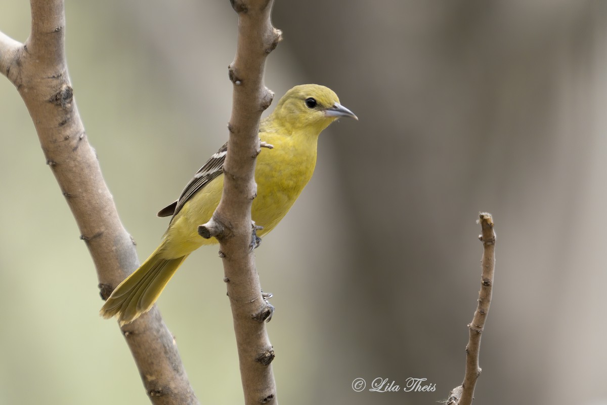 Orchard Oriole - Lila Theis