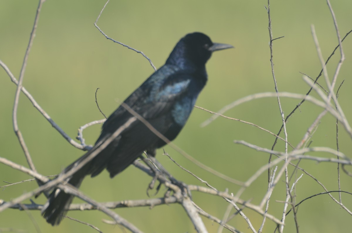 Boat-tailed Grackle - ML336718451