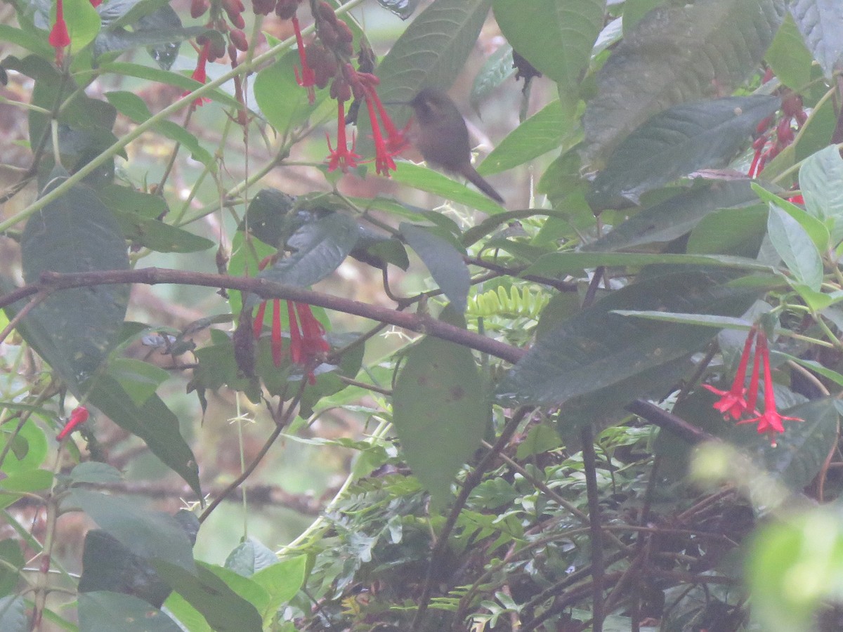 Speckled Hummingbird - Marisel Morales