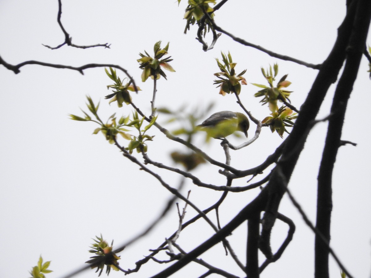 Yellow-throated Vireo - Aaron Hulsey