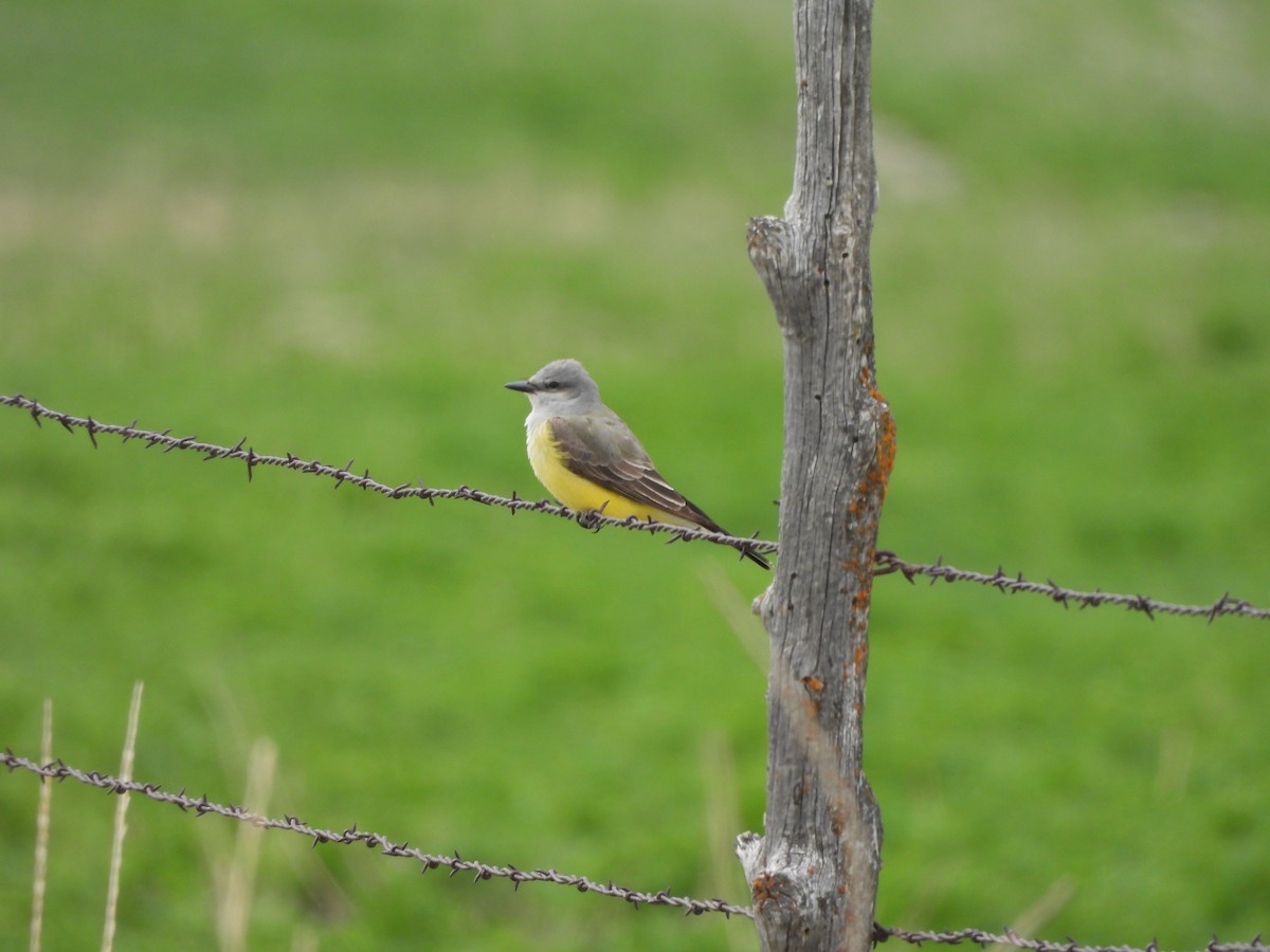 Western Kingbird - ML336724851