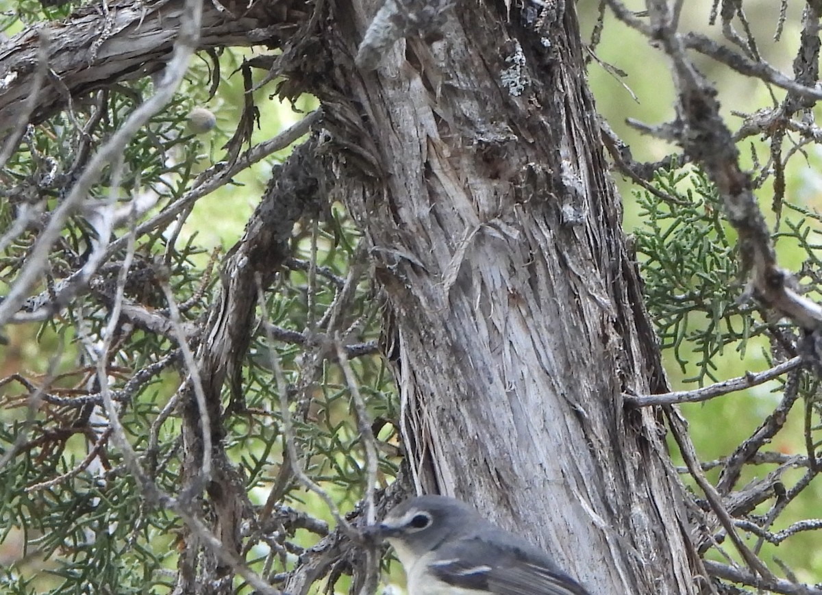 Plumbeous Vireo - ML336725221