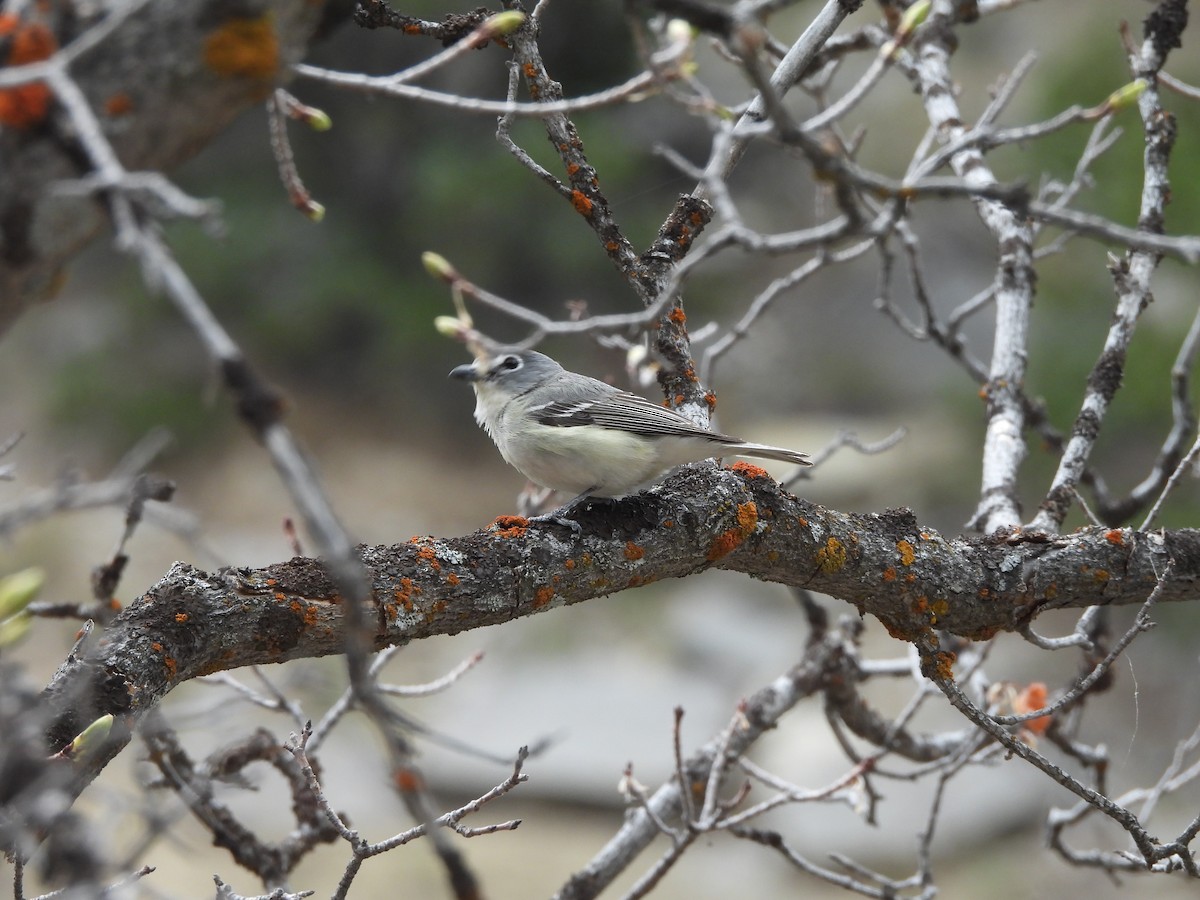 Plumbeous Vireo - ML336725331