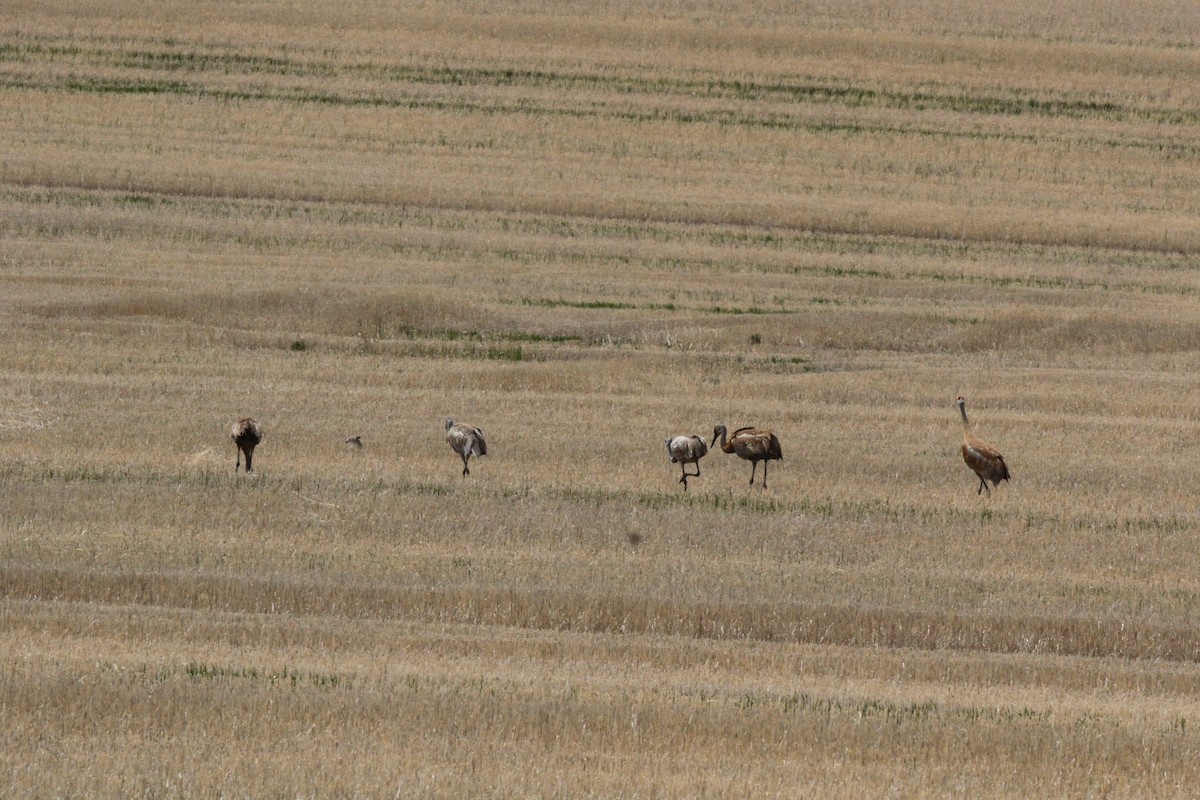 עגור קנדי - ML336725391