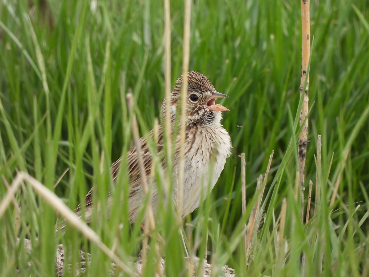 Vesper Sparrow - ML336725661