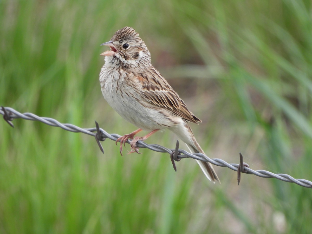 Vesper Sparrow - ML336725741