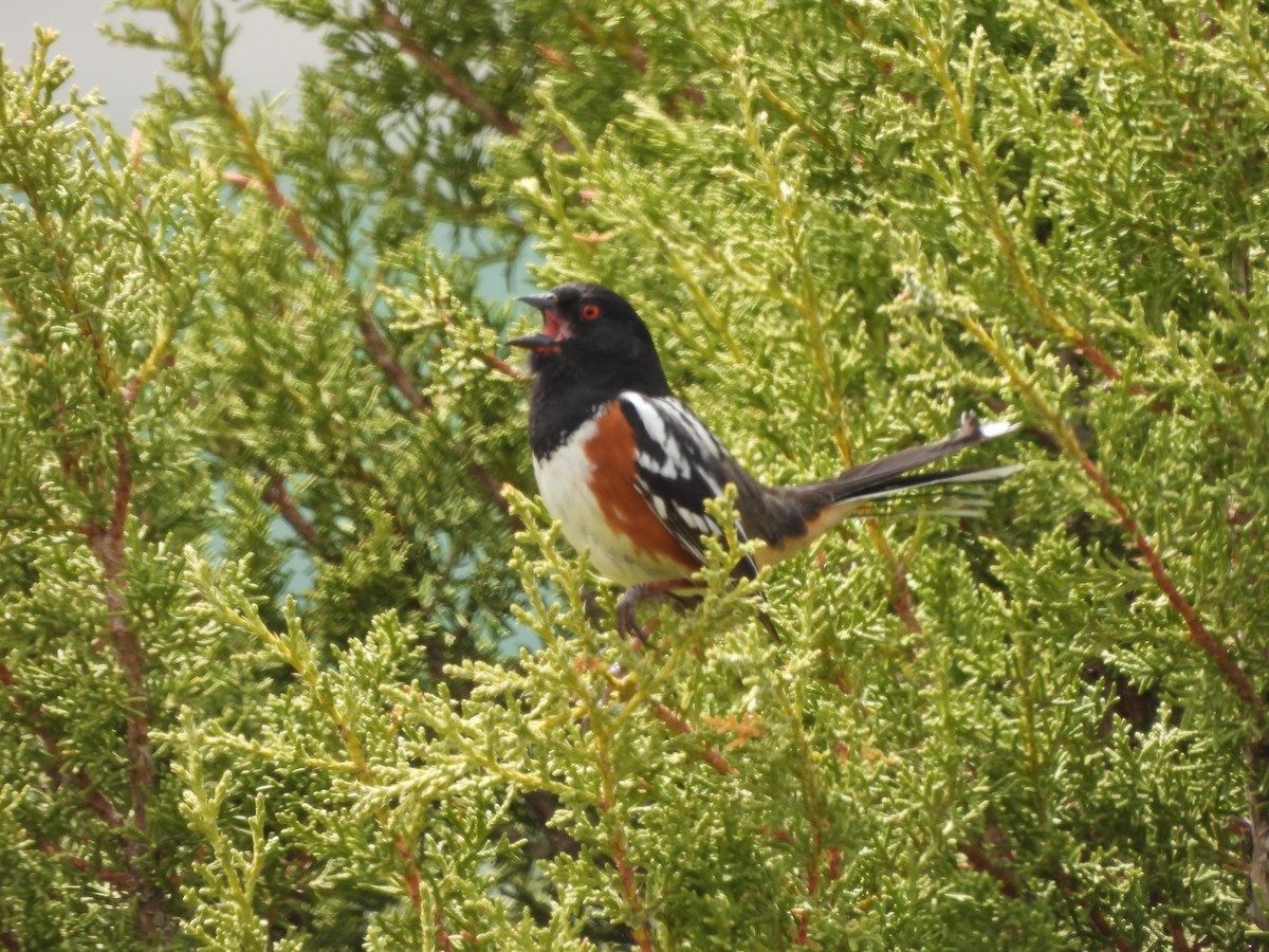 Spotted Towhee - Tom Wuenschell