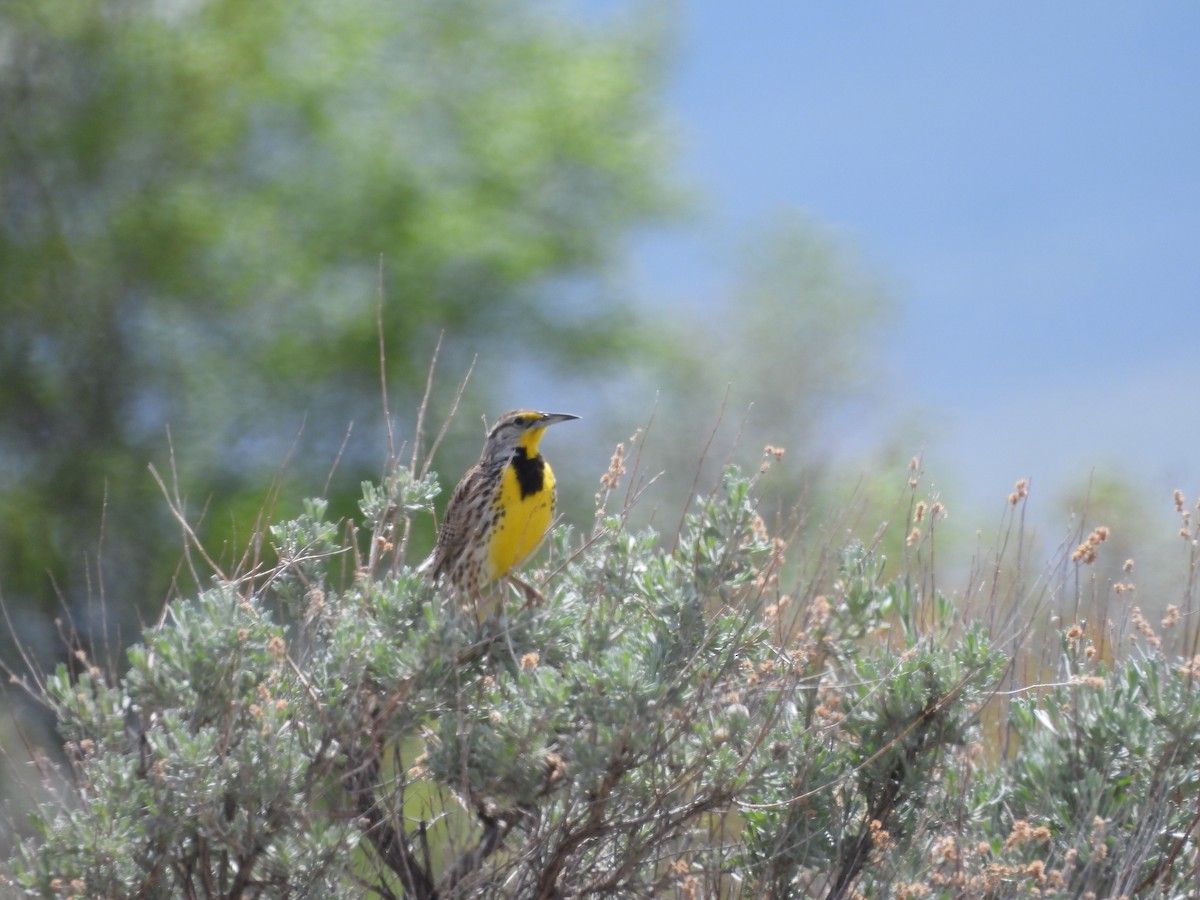 Western Meadowlark - ML336726301