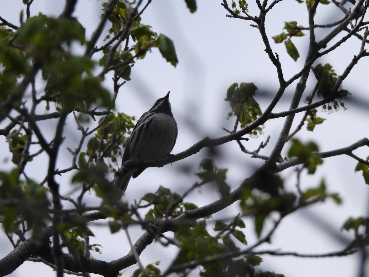 Black-throated Gray Warbler - ML336726641