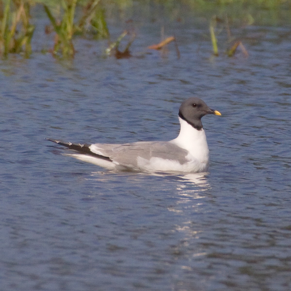 Sabine's Gull - Dan Vickers