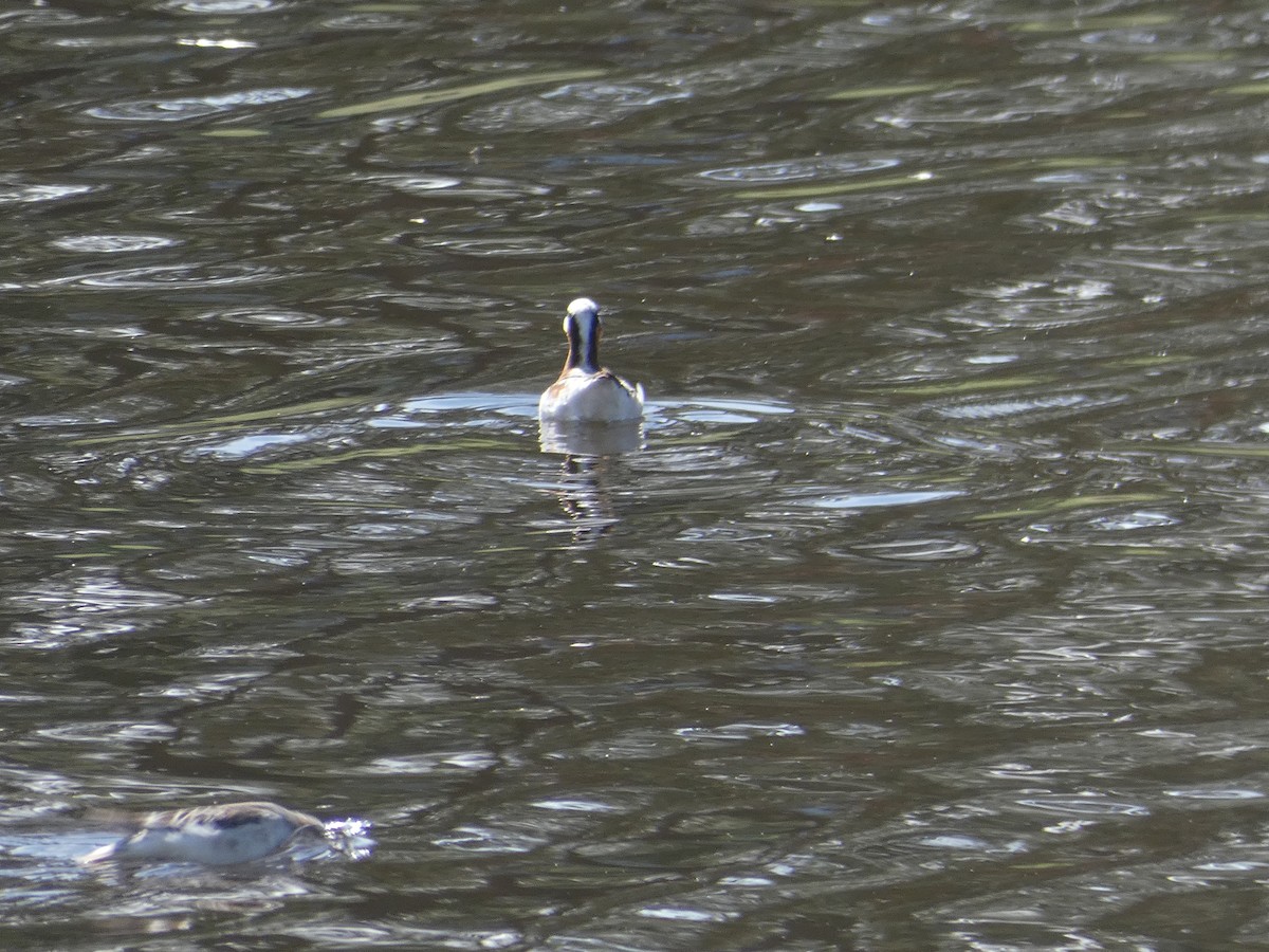 Wilson's Phalarope - ML336727941