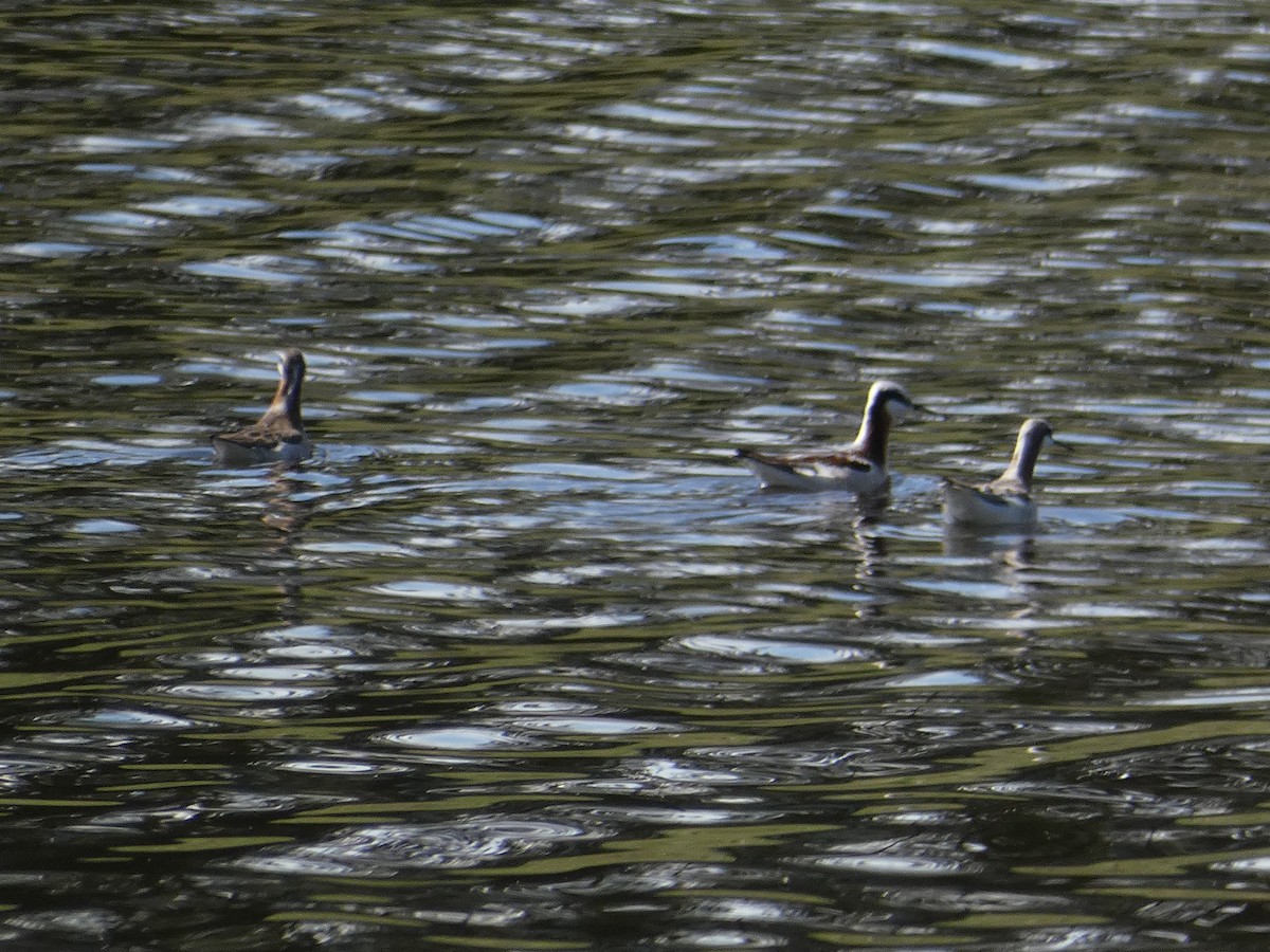 Wilson's Phalarope - ML336728121