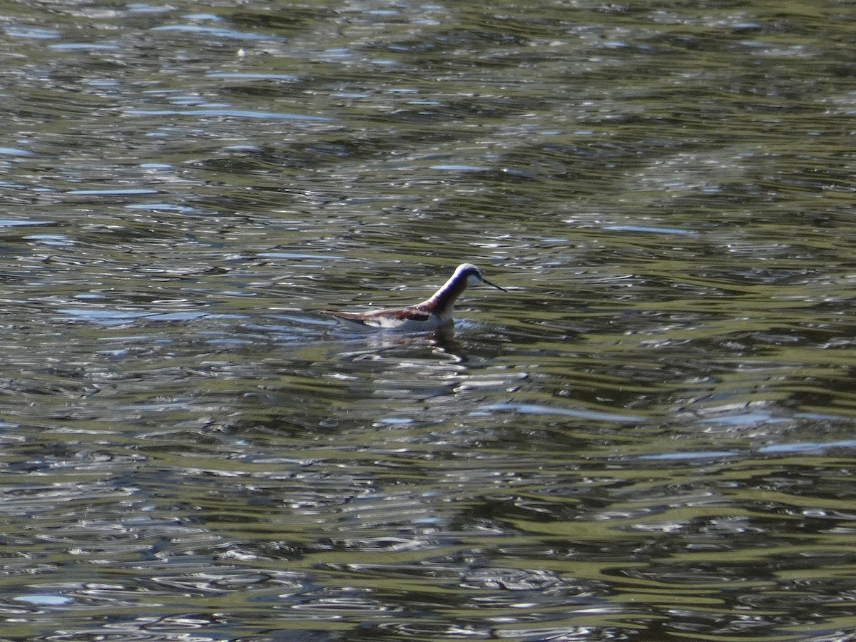 Wilson's Phalarope - ML336728131