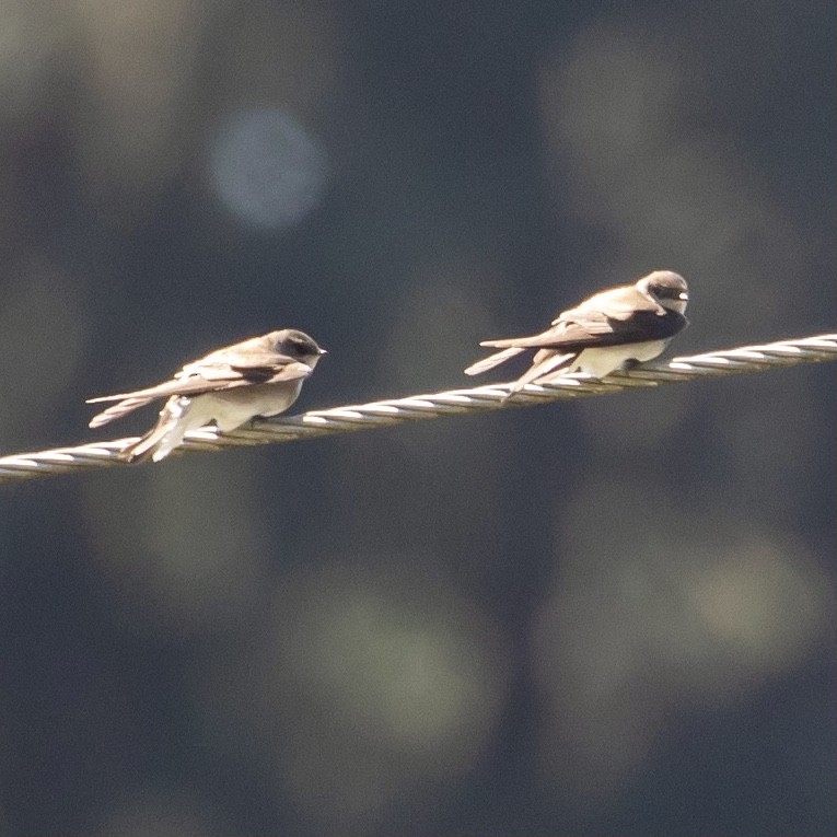Violet-green Swallow - ML336729601