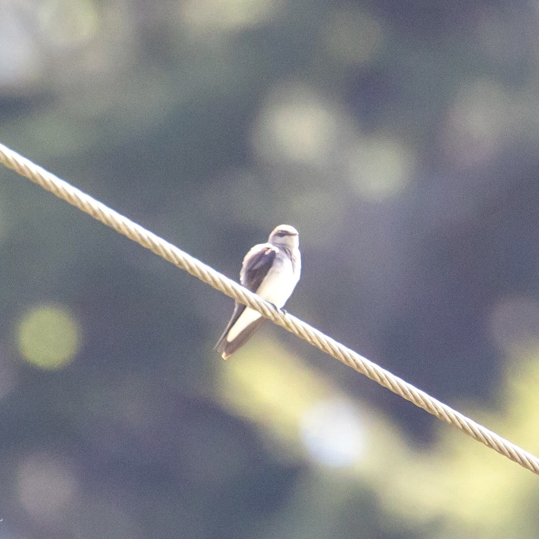 Violet-green Swallow - ML336729611