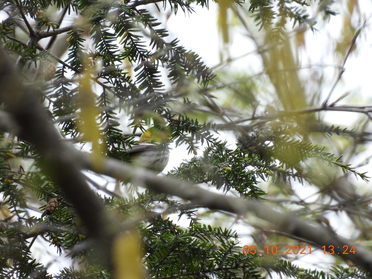 Black-throated Green Warbler - ML336730701