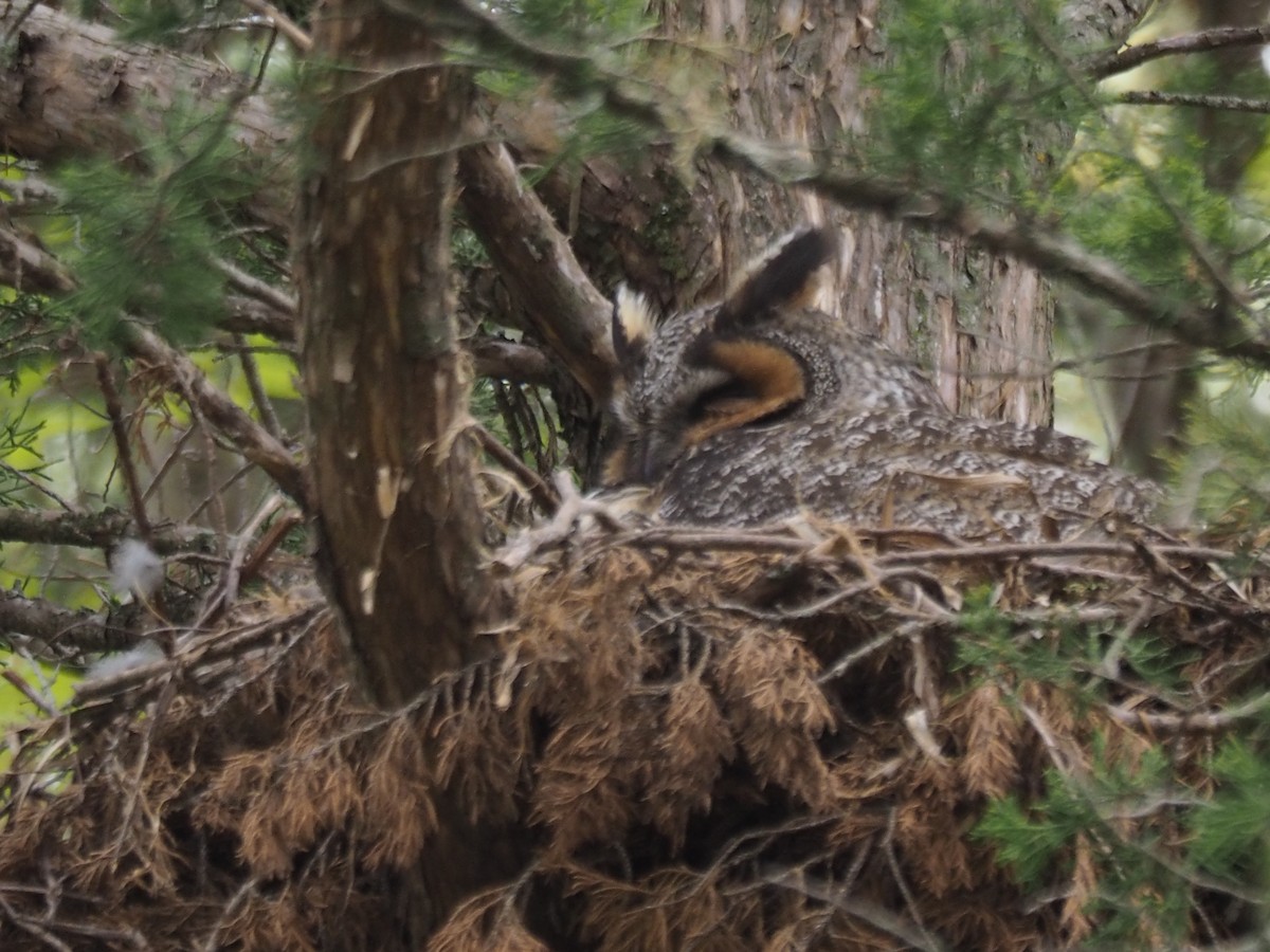Long-eared Owl - ML336730951