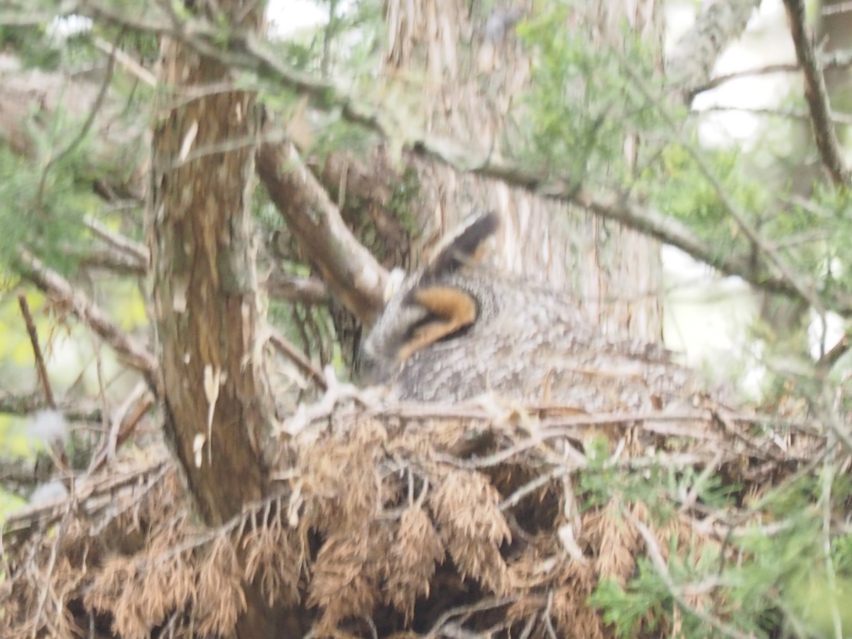 Long-eared Owl - ML336730971