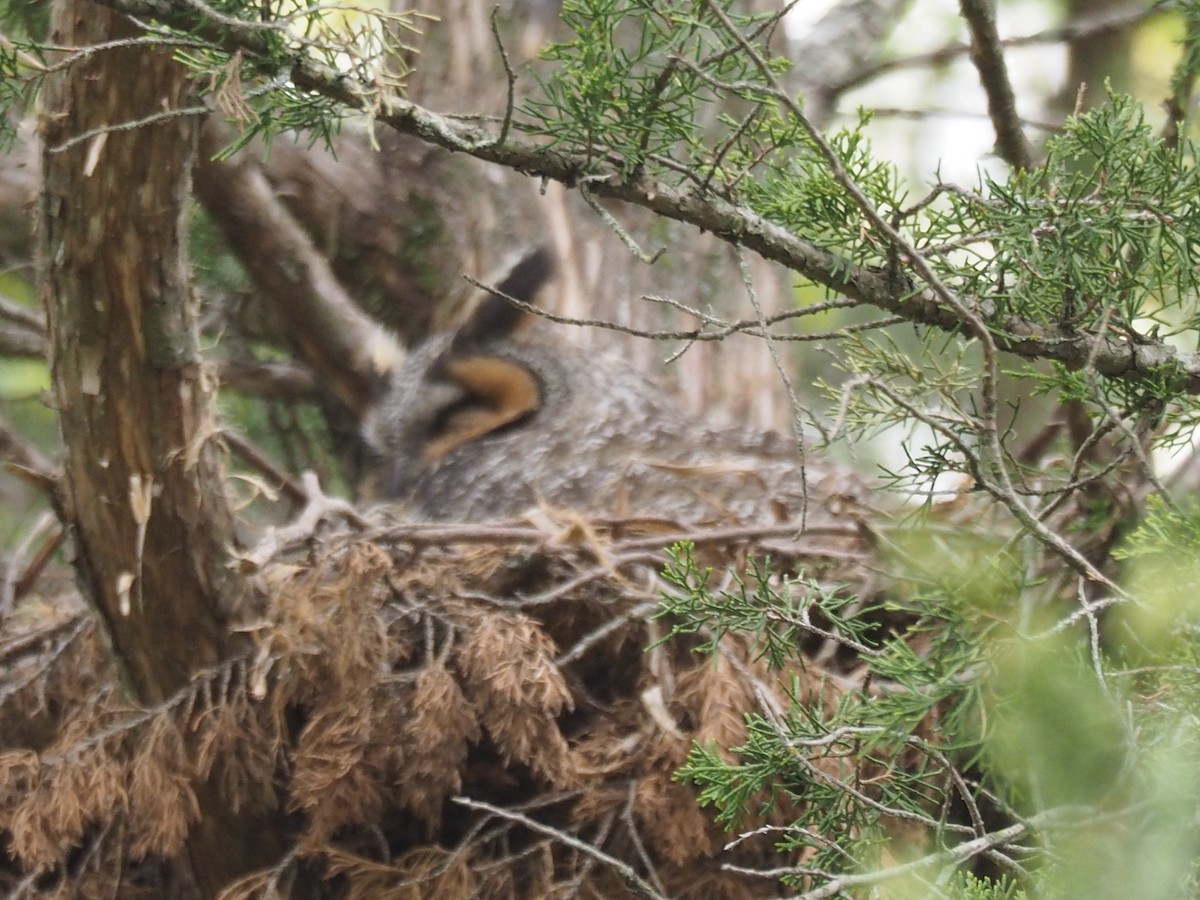 Long-eared Owl - ML336730981