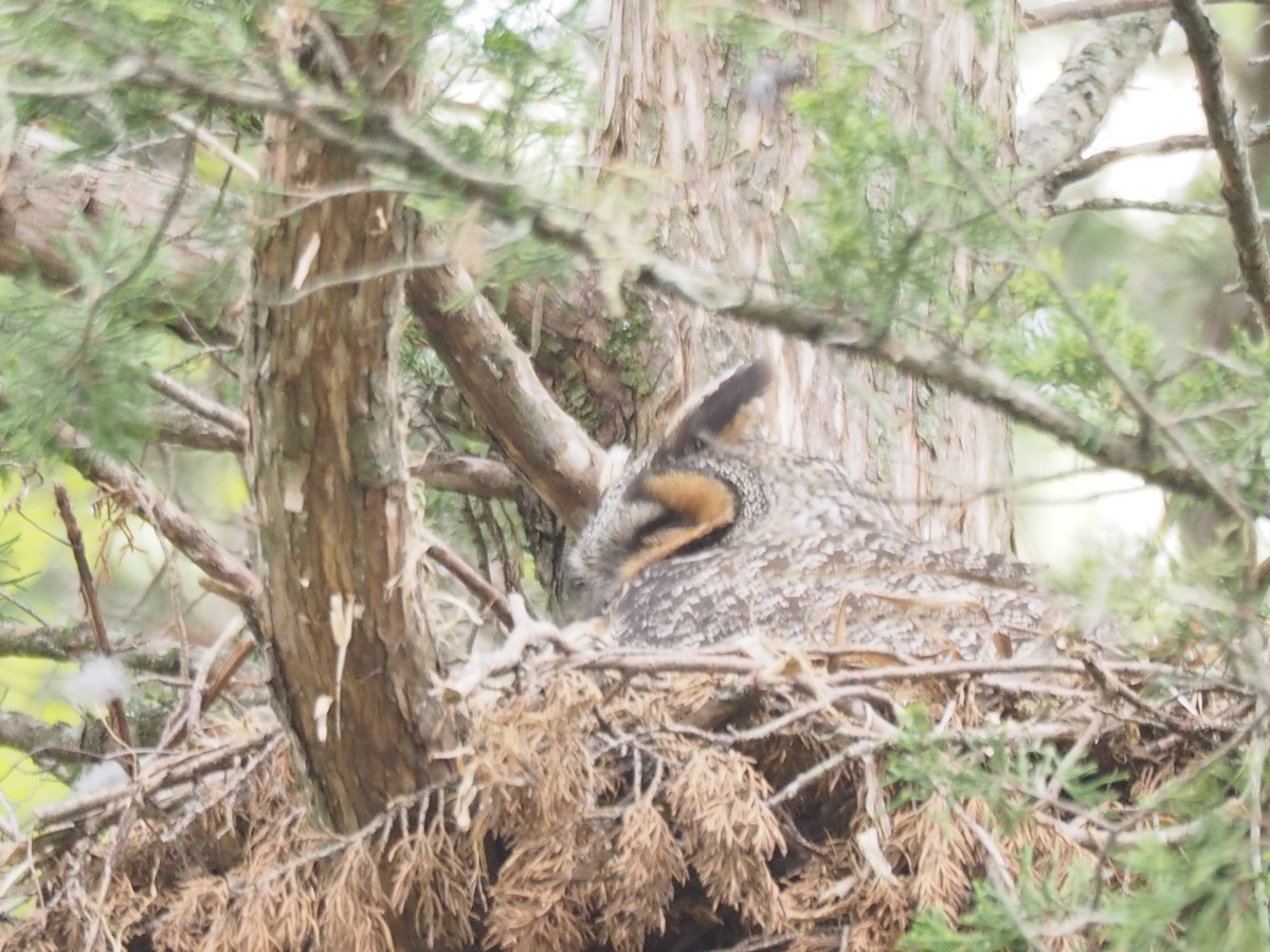 Long-eared Owl - ML336730991