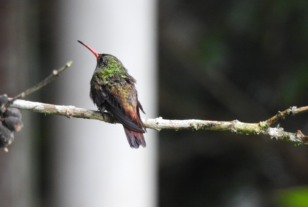 Rufous-tailed Hummingbird - ML336731691