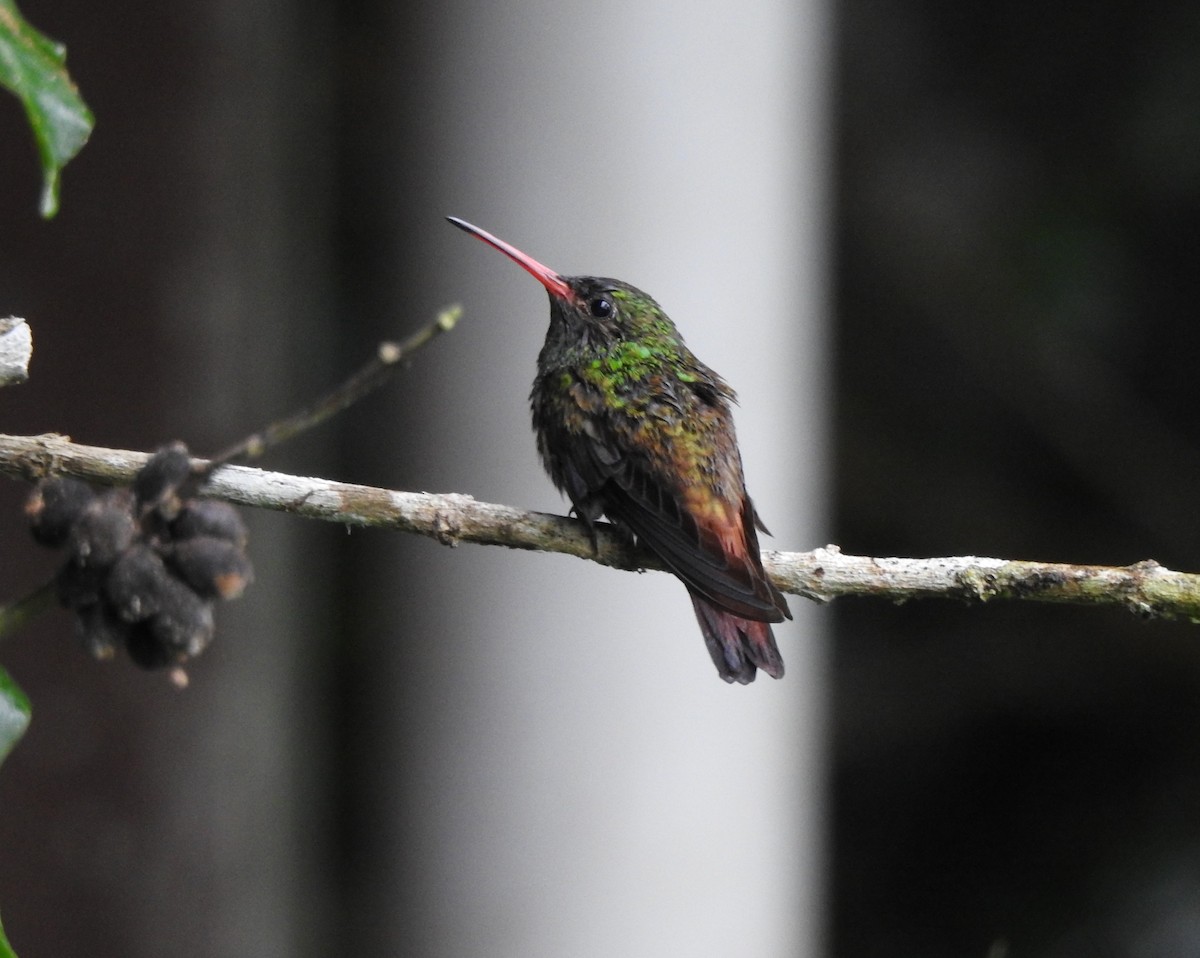 Rufous-tailed Hummingbird - ML336731701