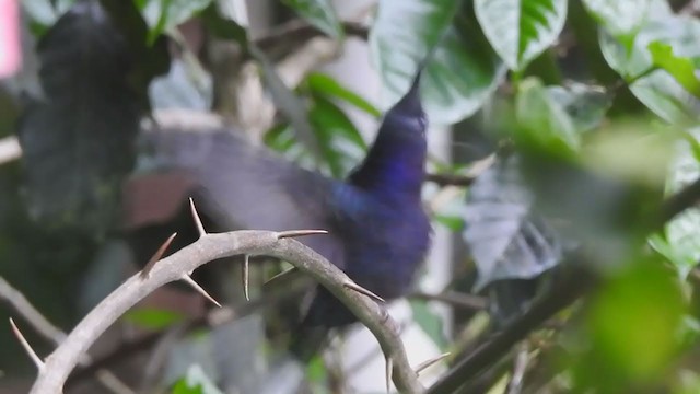 Campyloptère violet - ML336733171