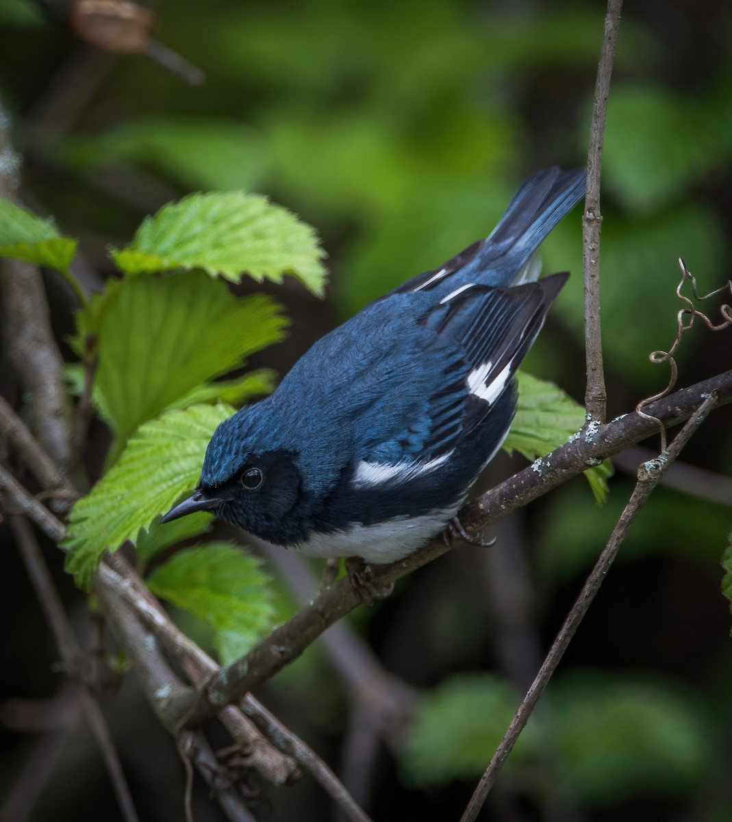 Black-throated Blue Warbler - ML336733311