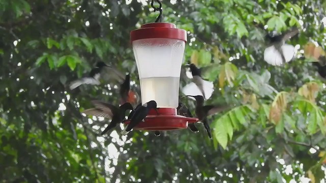 White-necked Jacobin - ML336733531