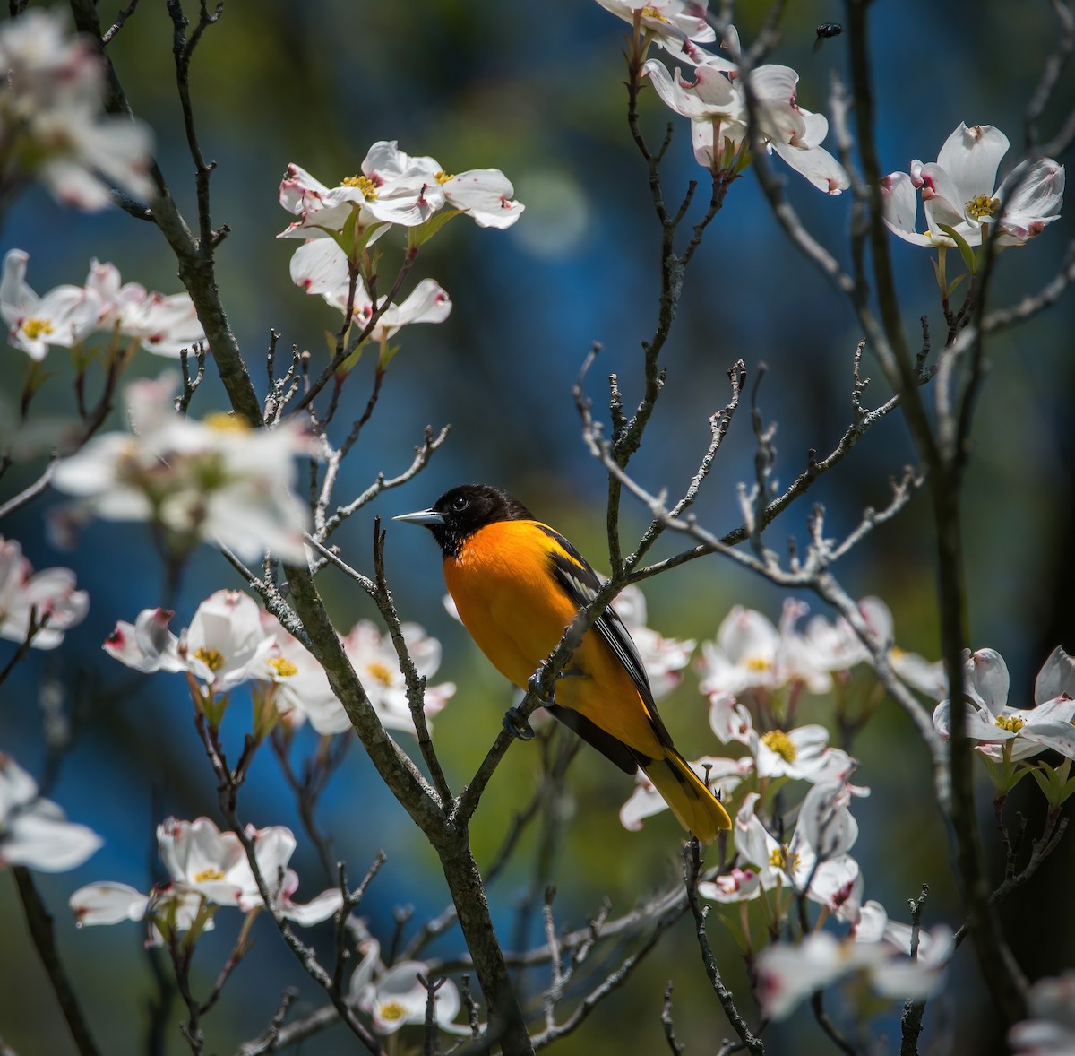 Baltimore Oriole - ML336733991