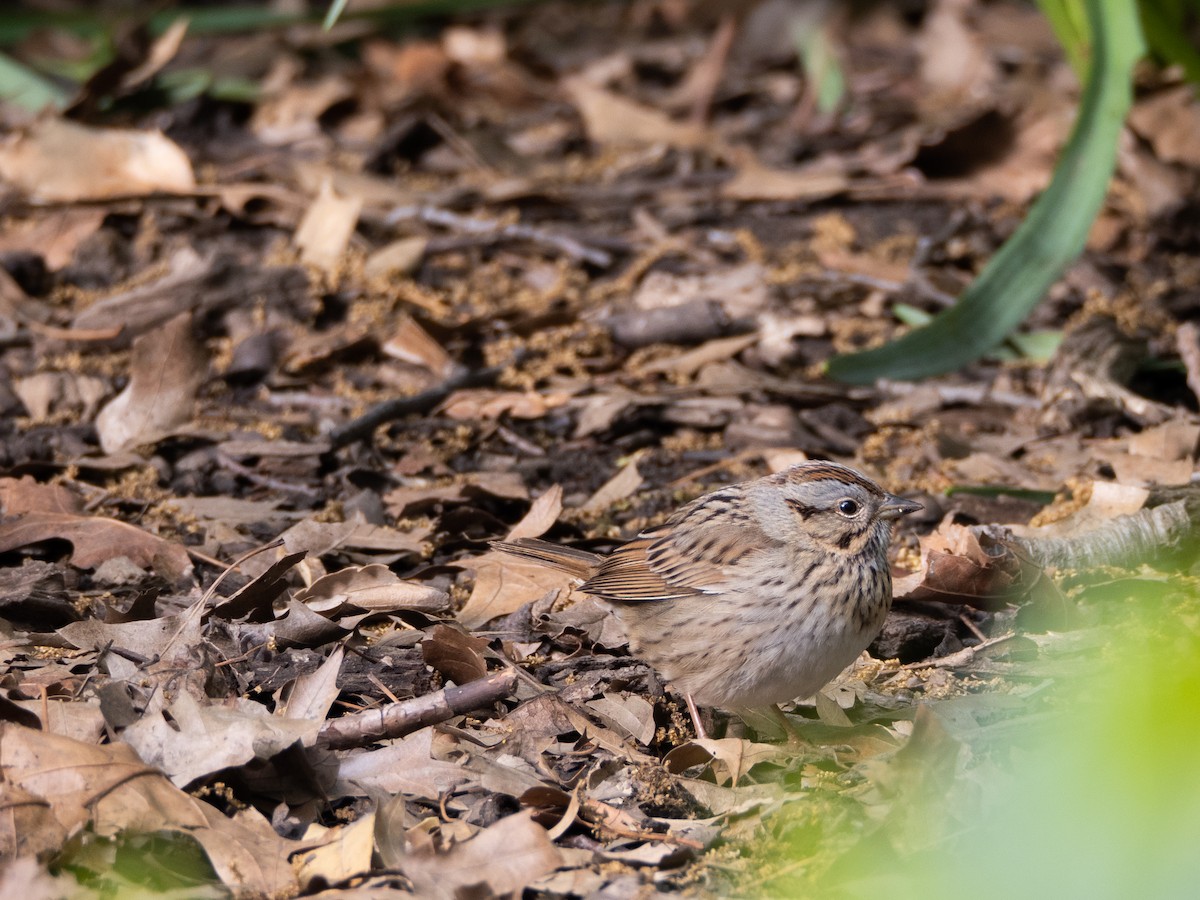 Lincoln's Sparrow - ML336734121