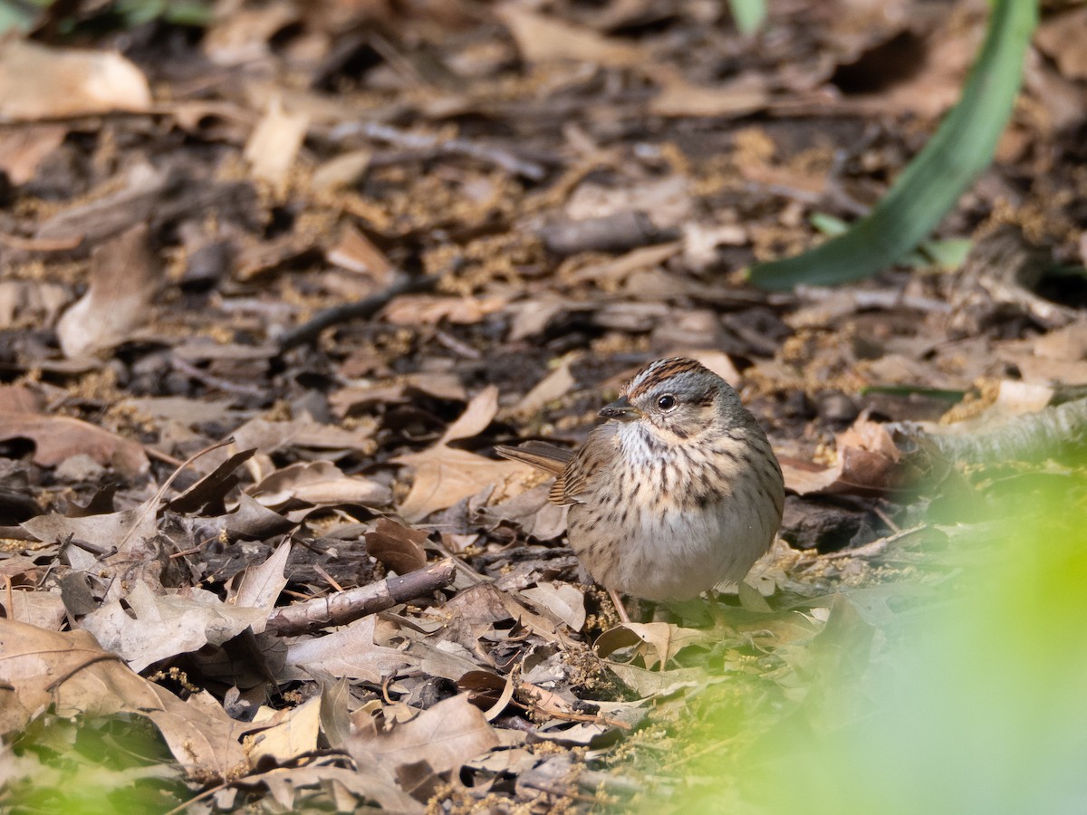 Lincoln's Sparrow - ML336734131