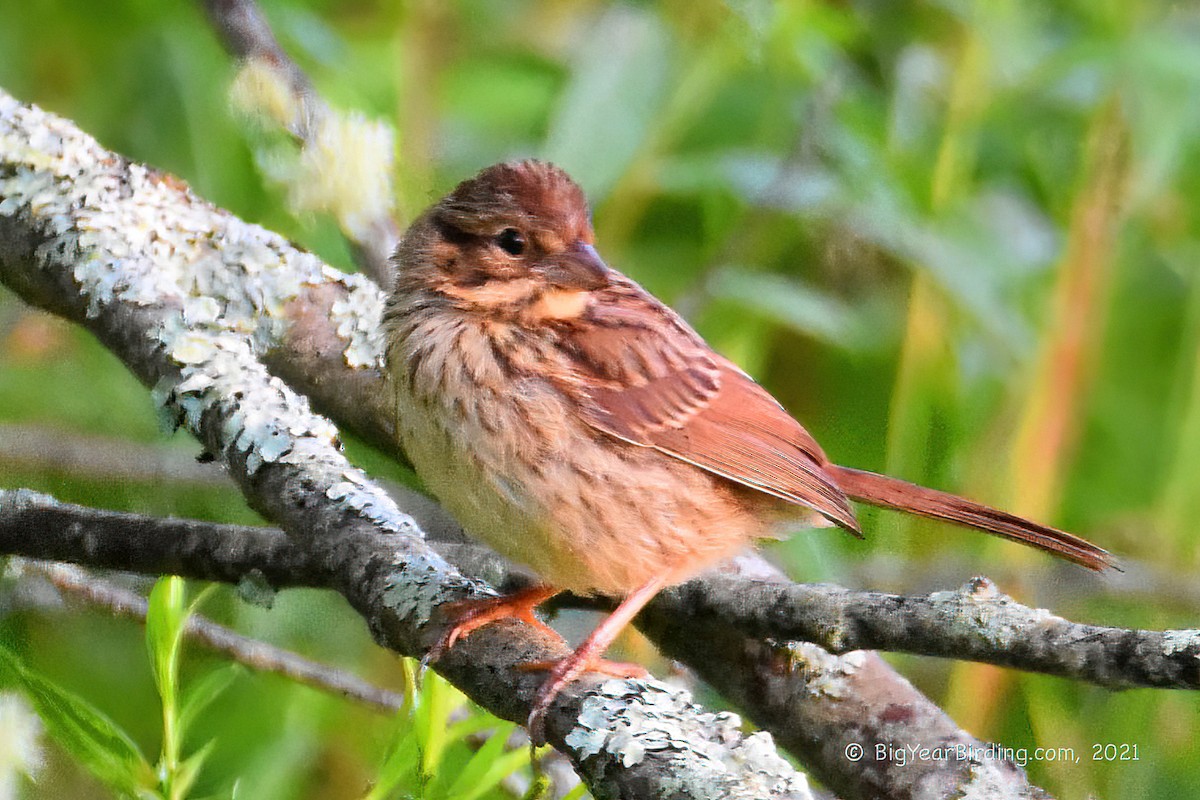 Lincoln's Sparrow - ML336735951