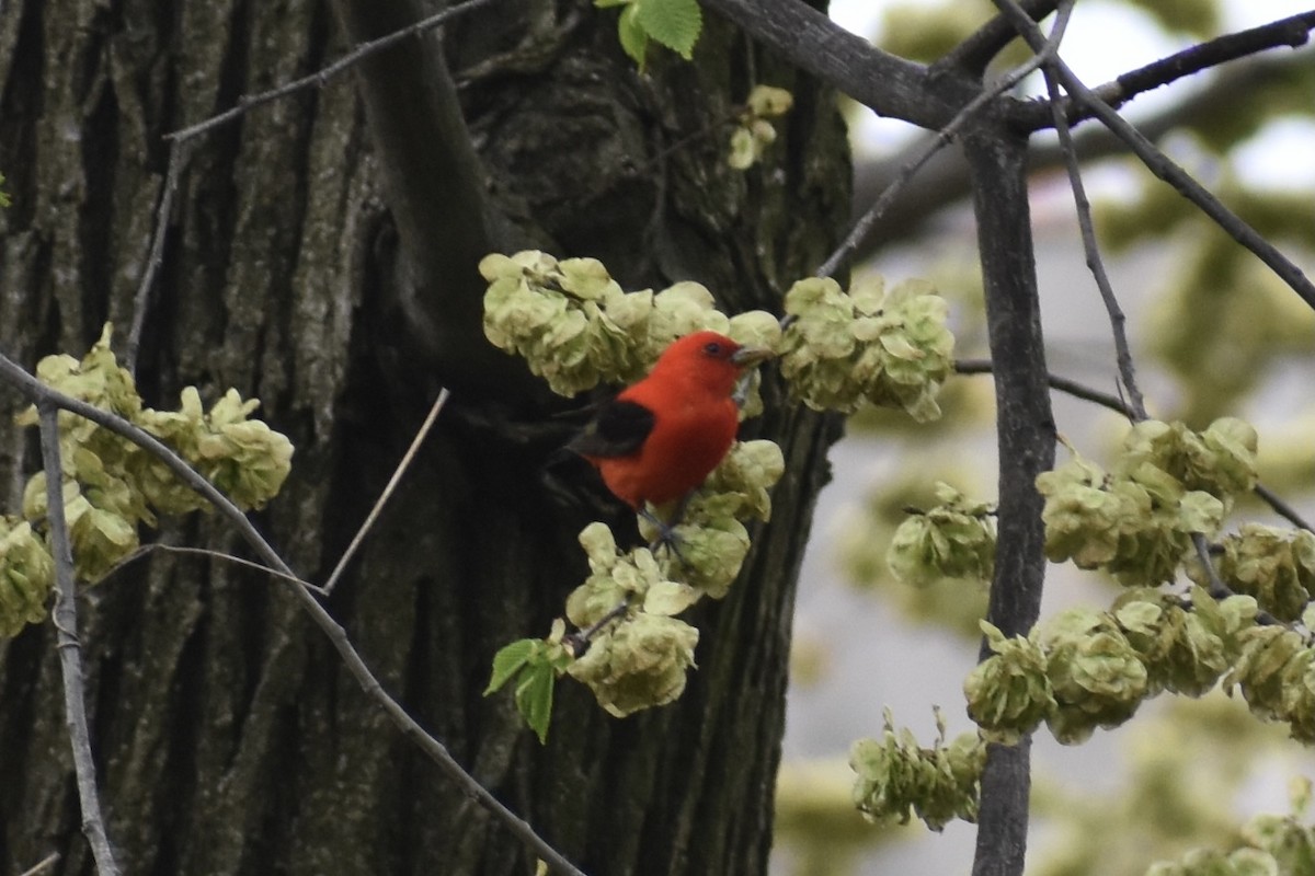 Scarlet Tanager - Nathan O'Reilly