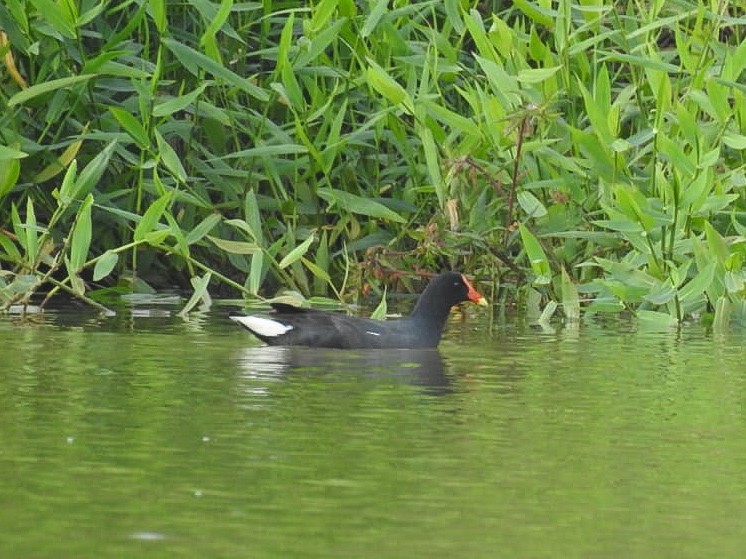 Common Gallinule - ML336738121