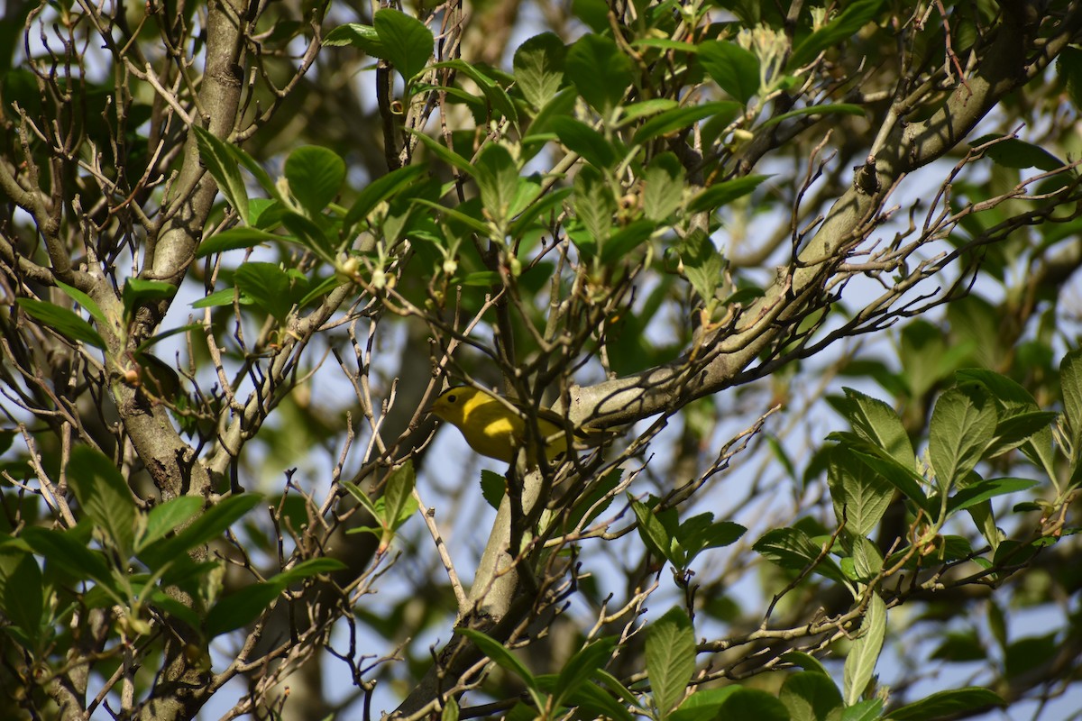 Wilson's Warbler - ML336738981