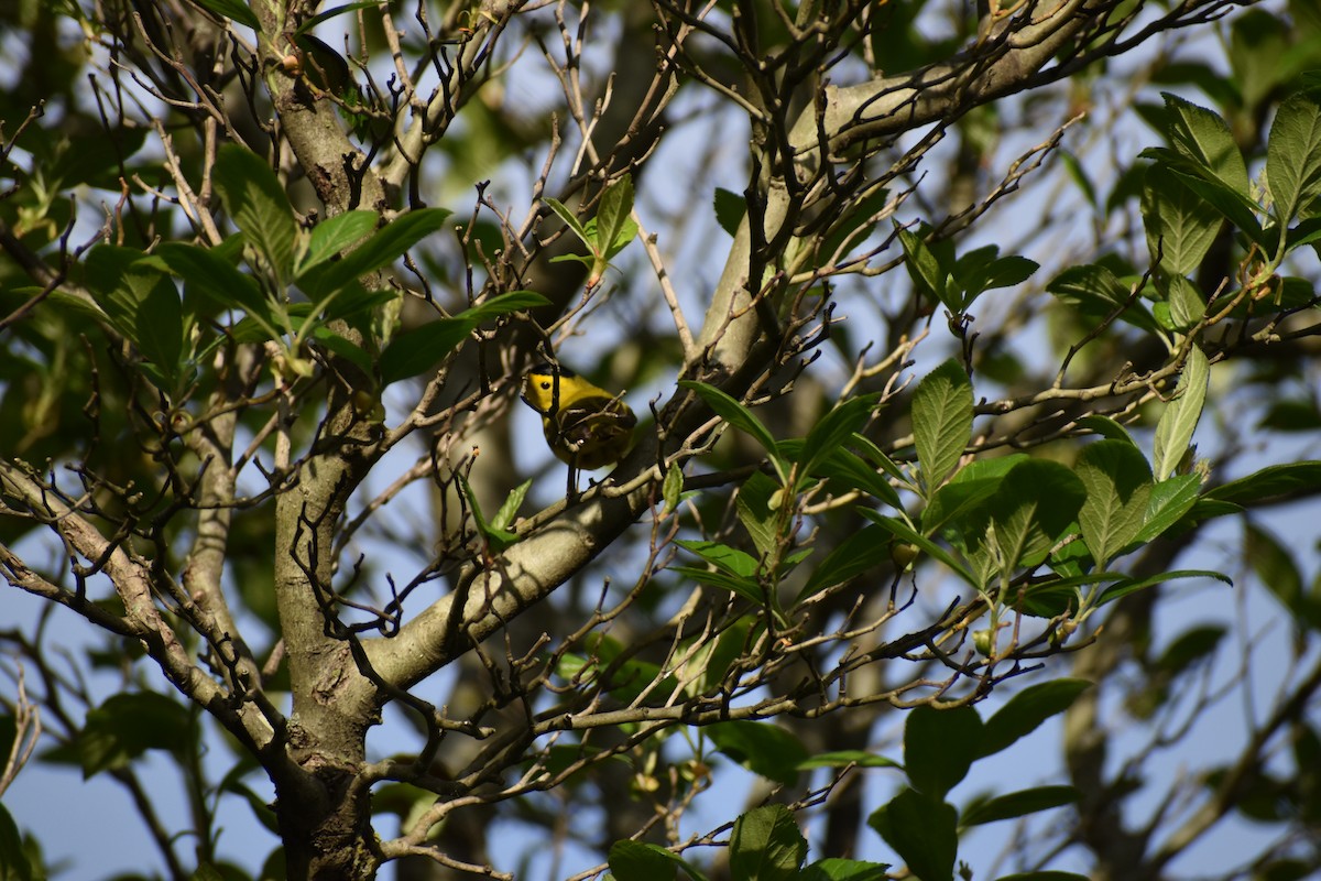 Wilson's Warbler - ML336739201