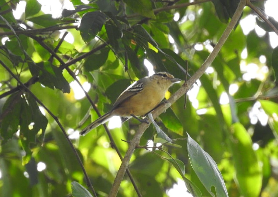 Black-capped Antwren - ML336739801