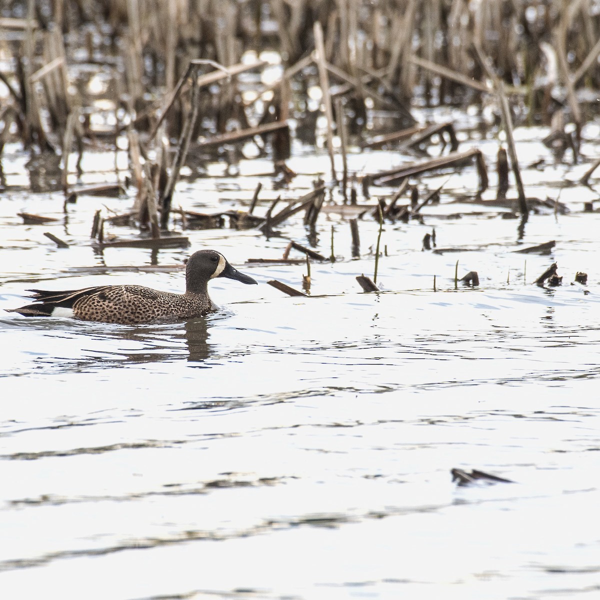 Blue-winged Teal - ML336740201