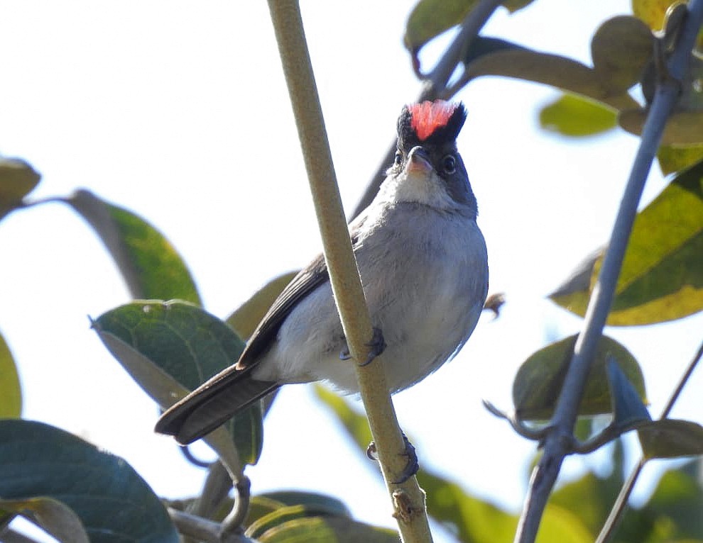 Pileated Finch - ML336741101