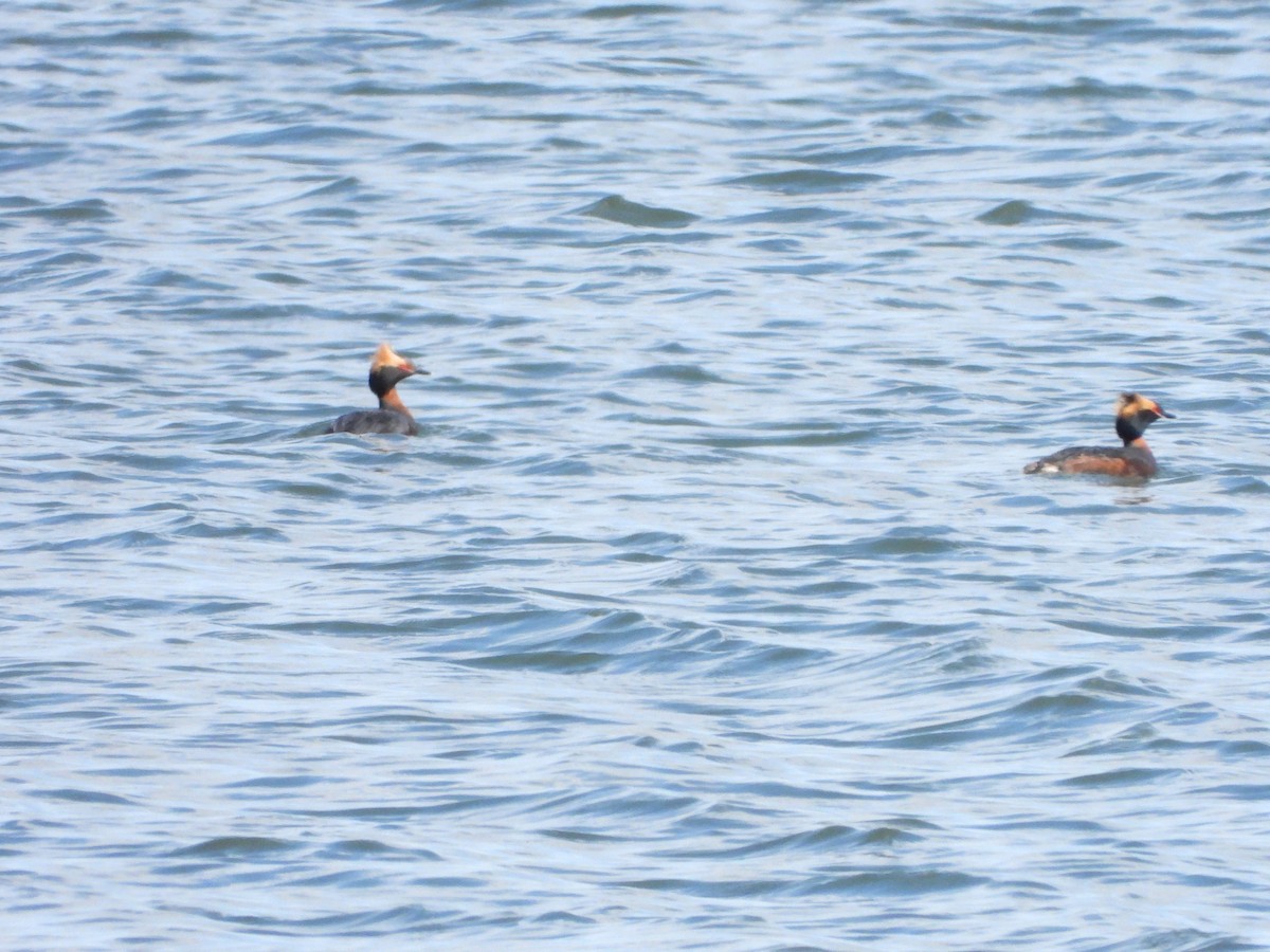 Horned Grebe - ML336741151