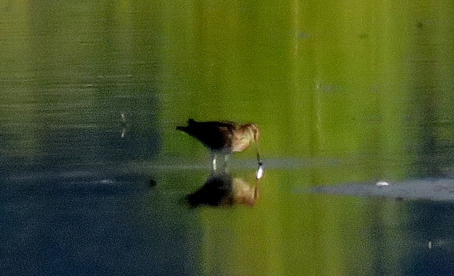 Wilson's Snipe - ML33674141