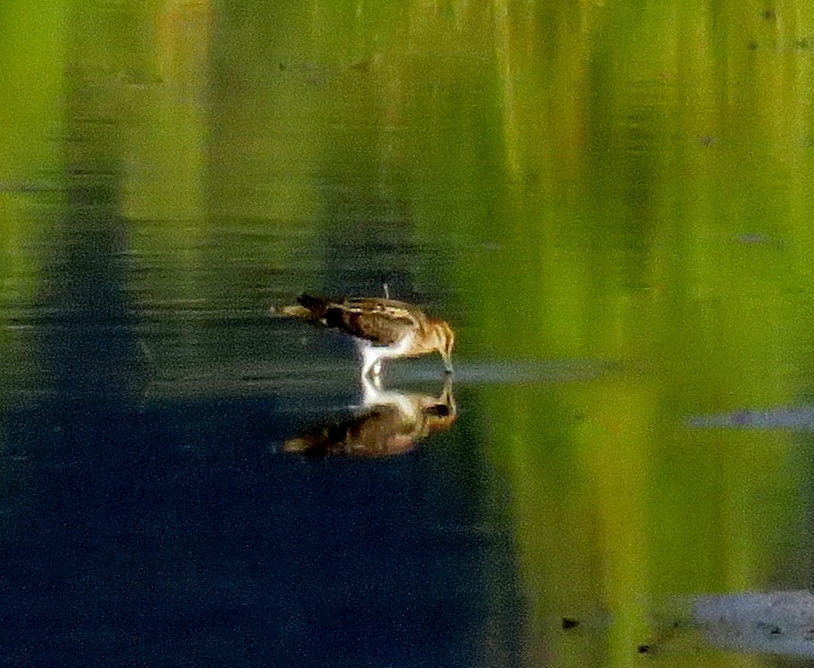 Wilson's Snipe - ML33674151