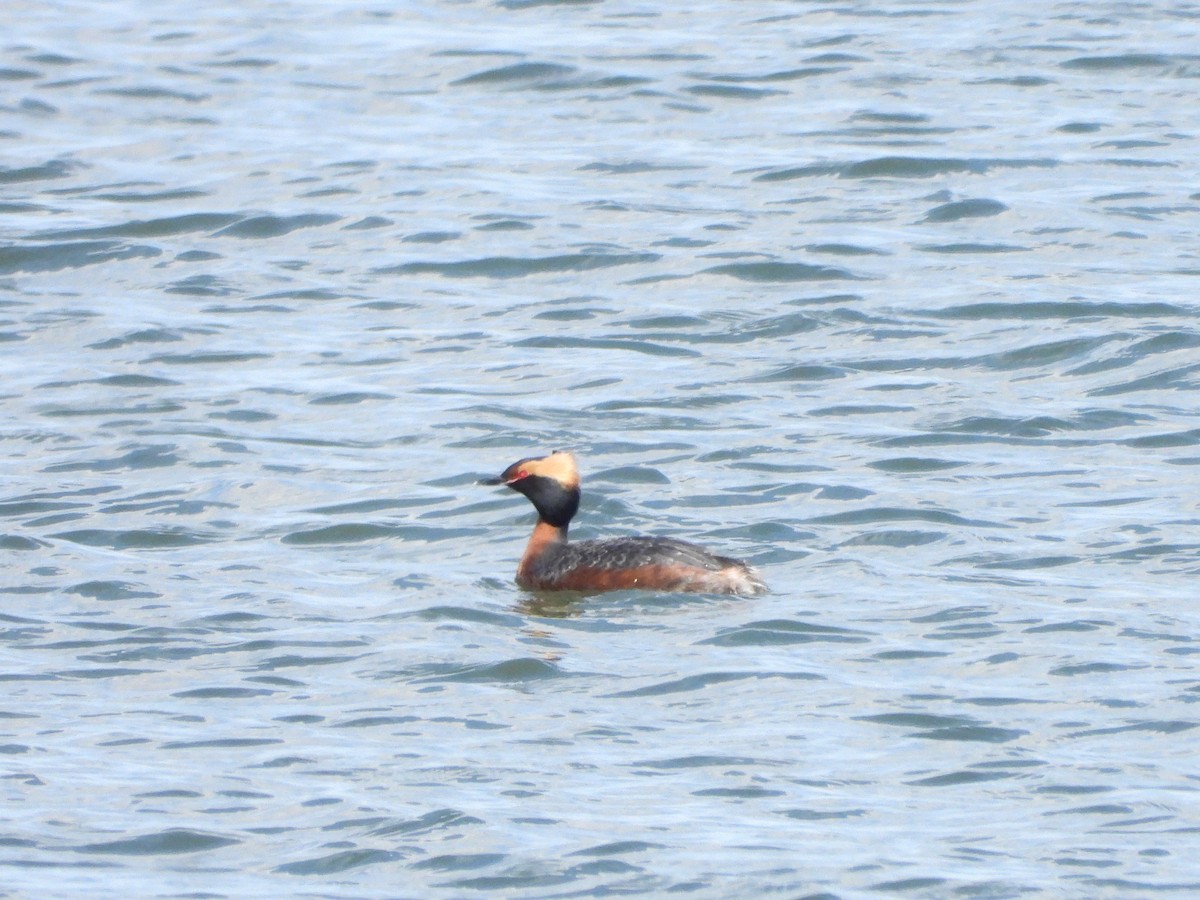 Horned Grebe - ML336741571