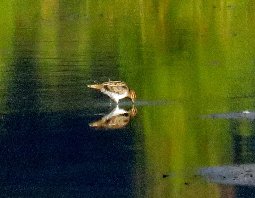 Wilson's Snipe - ML33674161