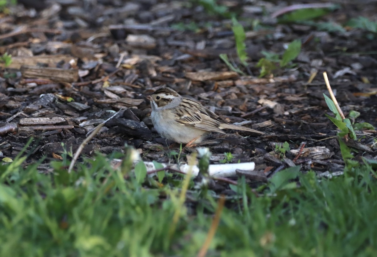 Clay-colored Sparrow - Wei Lu