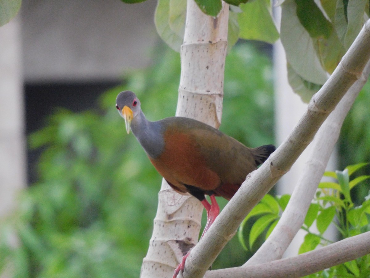 Gray-cowled Wood-Rail - ML336741901