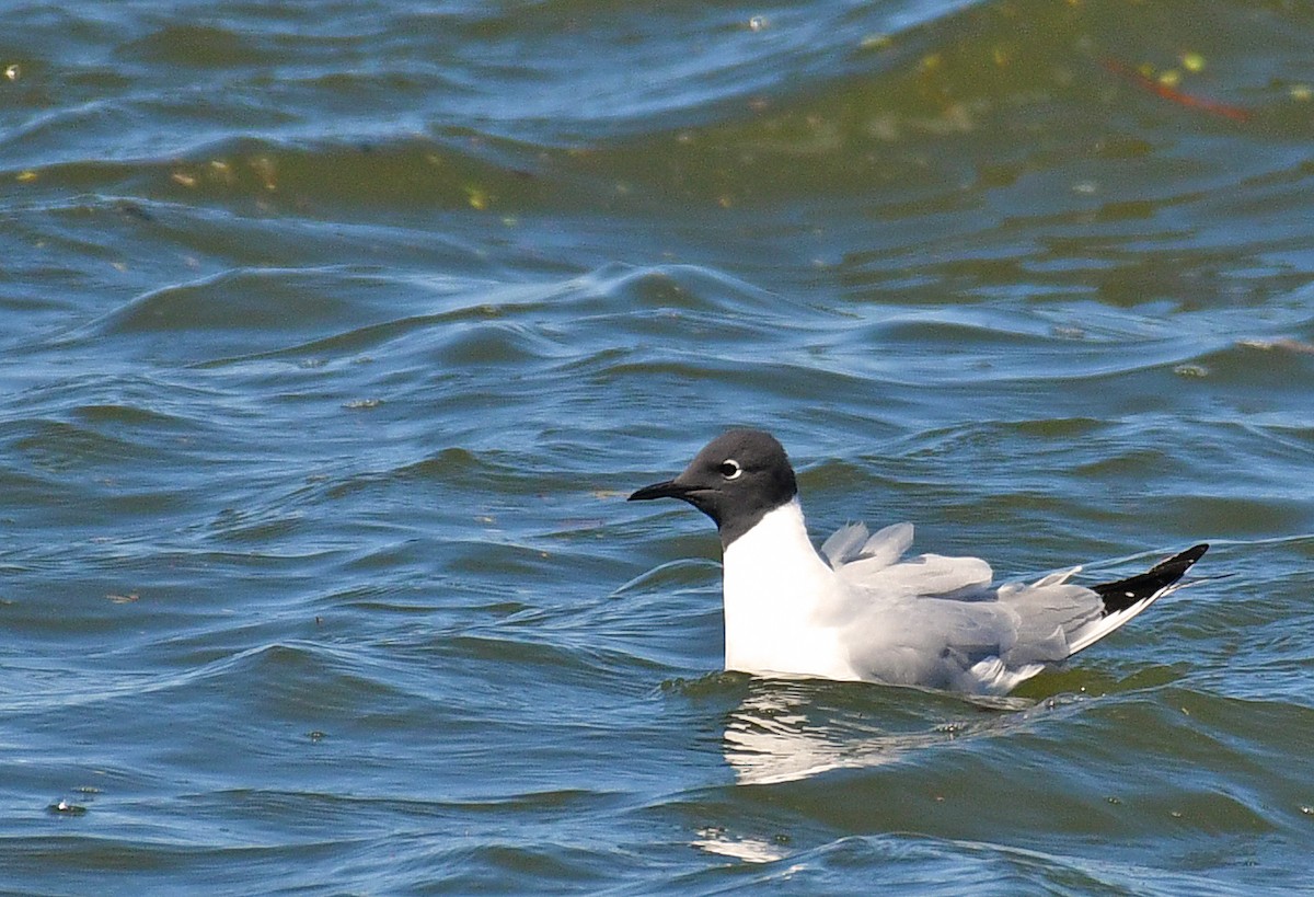 Bonaparte's Gull - Sylvain Lapointe