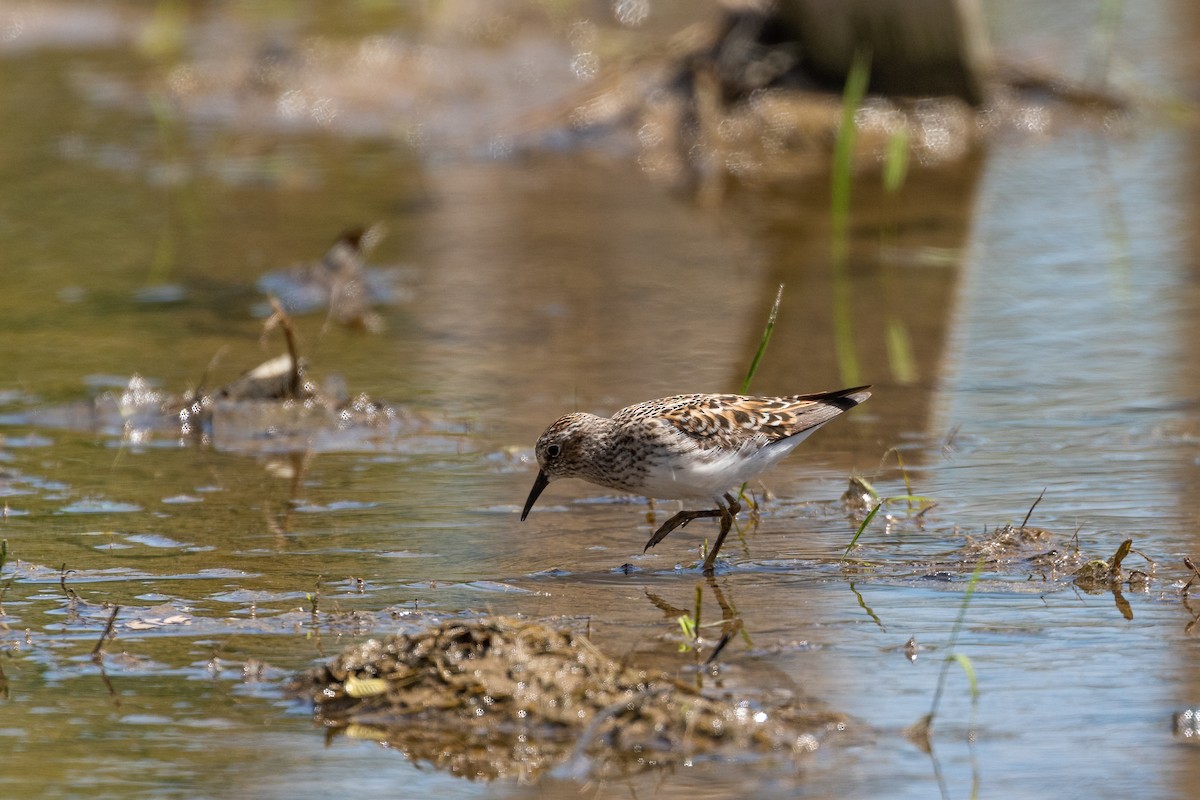 Least Sandpiper - Jeff Smith